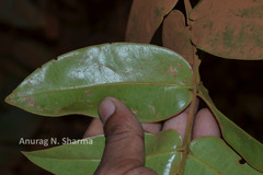 Memecylon randerianum